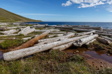Dalgaların karaya attığı odun, şehrin Batı fjords