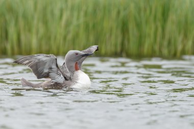 Kızıl gerdanlı dalgıç