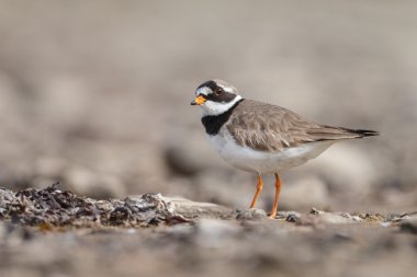 ortak halkalı cılıbıt