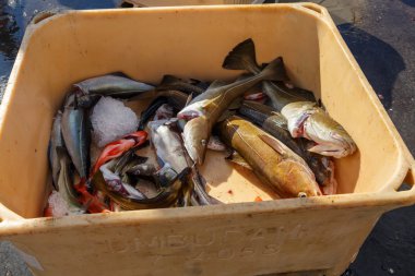 Bir arabası taze balık yığını