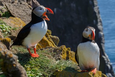 Puffins Latrabjarg klipler