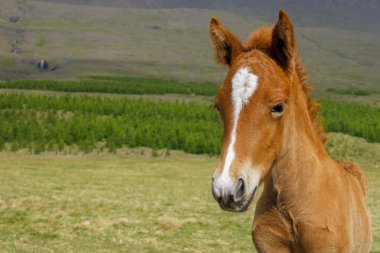  Icelandic horse foal clipart