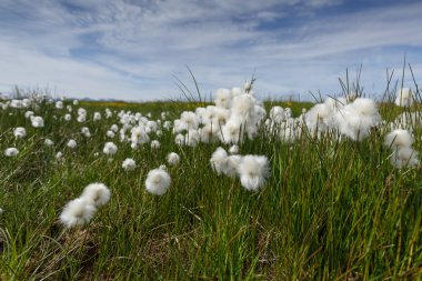 Icelandic cotton grass