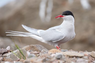 Doğada Eider ördeği