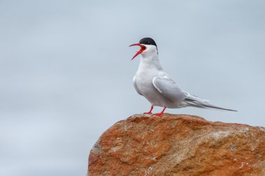 Doğada Eider ördeği
