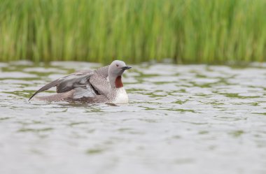 Kızıl gerdanlı dalgıç