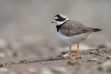 Common Ringed Plover clipart