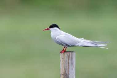 Common Tern or arctic tern clipart