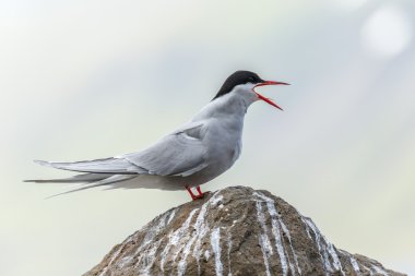 Doğada Eider ördeği