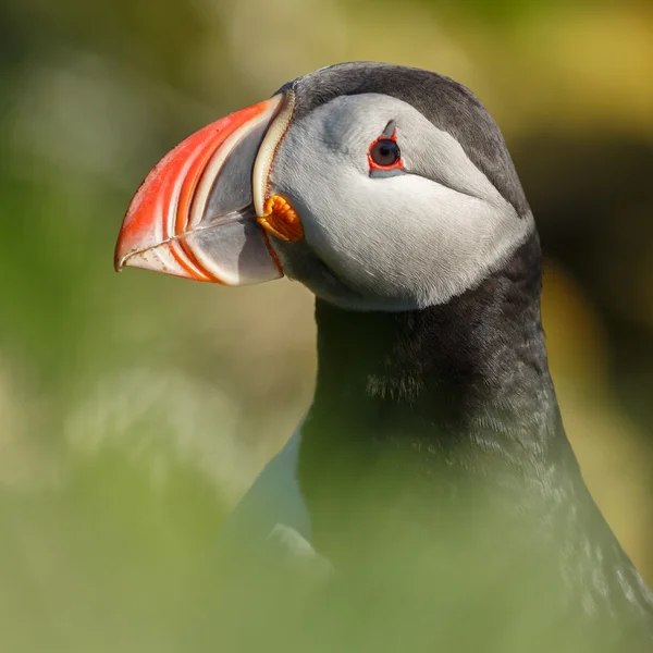 Puffin πουλί στην Ισλανδία — Φωτογραφία Αρχείου