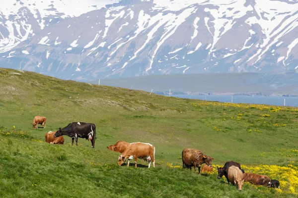 Isländische Kühe auf einer Weide — Stockfoto