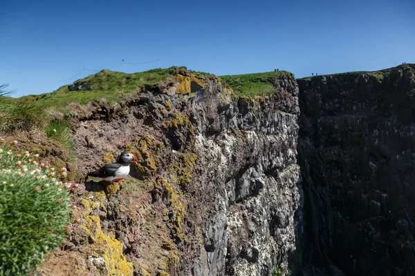 Falésias altas em Latrabjarg — Fotografia de Stock