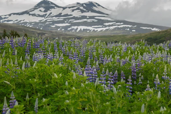 Krajina z Islandu v horách v létě — Stock fotografie