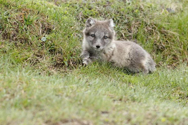 Polarfuchsjunges — Stockfoto