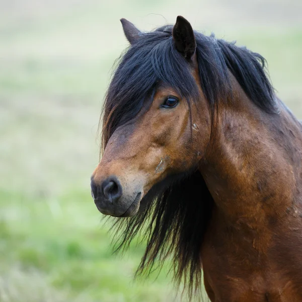 Retrato de cavalo islandês — Fotografia de Stock