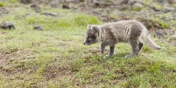 Cachorro de zorro ártico — Foto de Stock