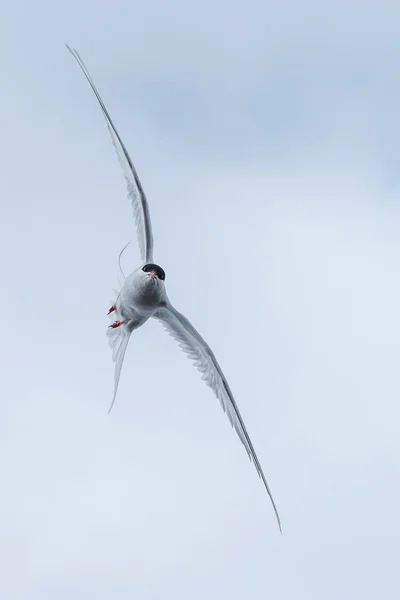 Pato-cavaleiro na natureza — Fotografia de Stock