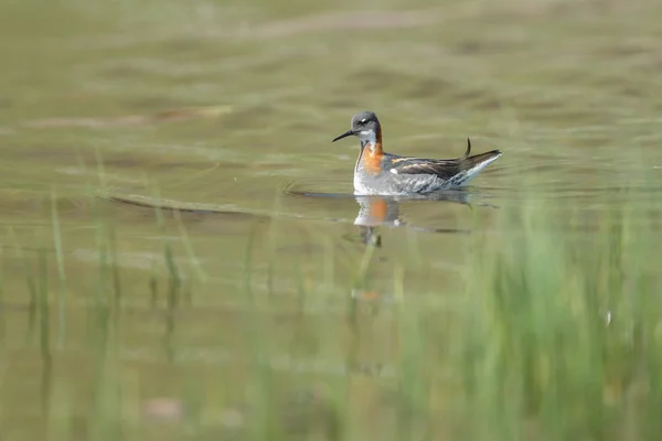 Kızıl enseli phalarope kuş — Stok fotoğraf