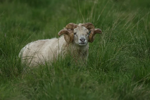 Icelandic male sheep — Stock Photo, Image