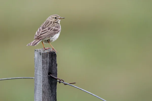 Pipit prado (anthus pratensis ) — Fotografia de Stock