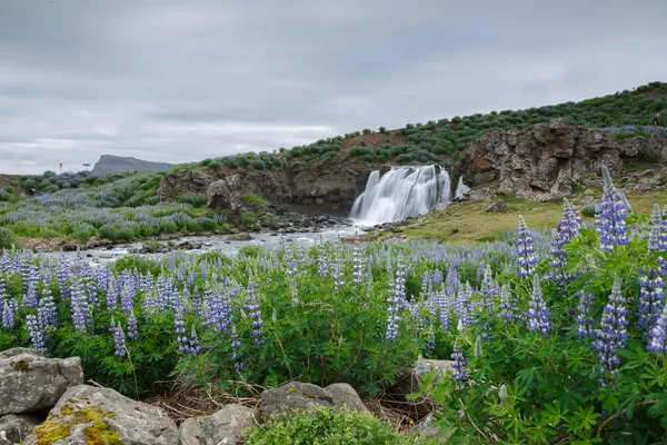 Wasserfallfossarrett mit Lupine — Stockfoto