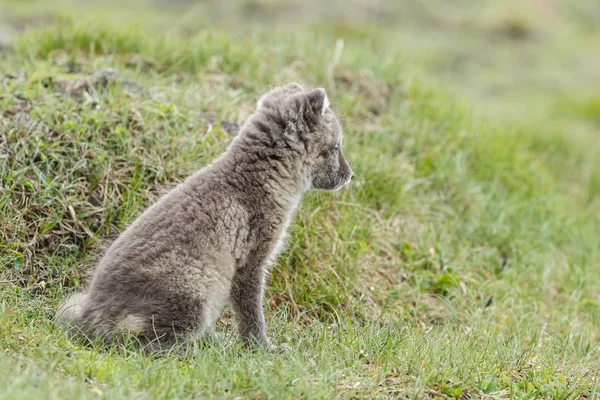 北極キツネの赤ちゃん — ストック写真