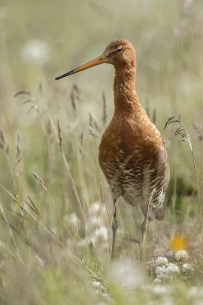 Černý sledoval godwit — Stock fotografie