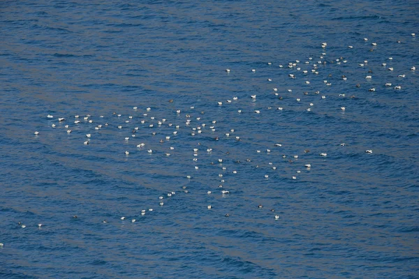 Hejno ptáků v Atlantském oceánu — Stock fotografie