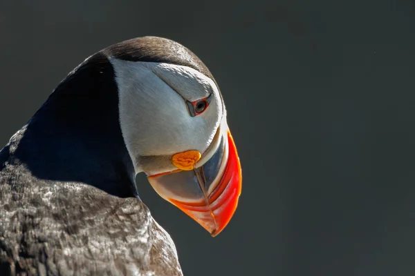 Puffin πουλί στην Ισλανδία — Φωτογραφία Αρχείου