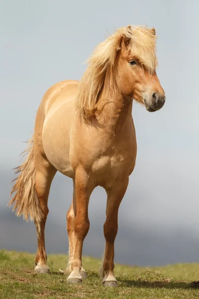 Cavalo islandês na natureza — Fotografia de Stock
