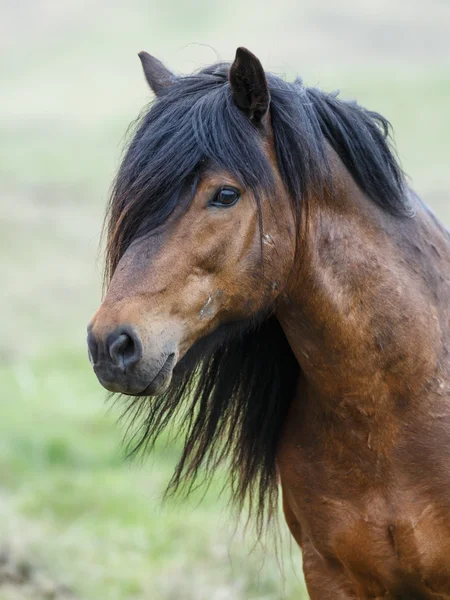 Retrato de cavalo islandês — Fotografia de Stock