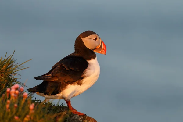 Puffin uccello in Islanda — Foto Stock