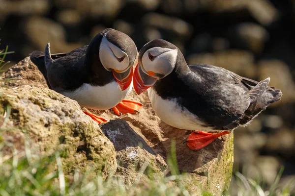 Puffins Latrabjarg klipler
