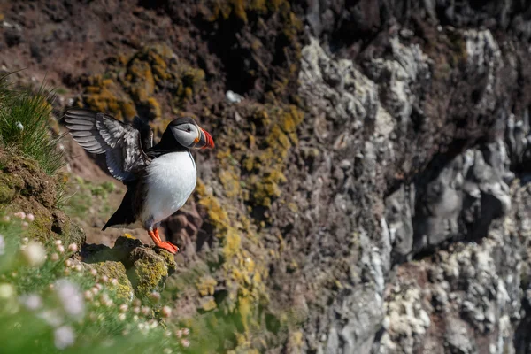 Puffin Latrabjarg에서 바위에 — 스톡 사진