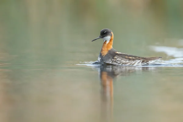 Kızıl enseli phalarope kuş — Stok fotoğraf