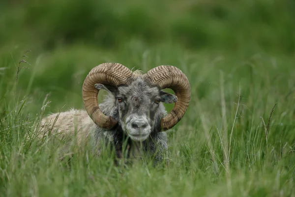 Islandês macho ovino — Fotografia de Stock