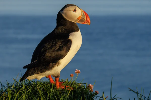 Ptak Puffin w Islandii — Zdjęcie stockowe