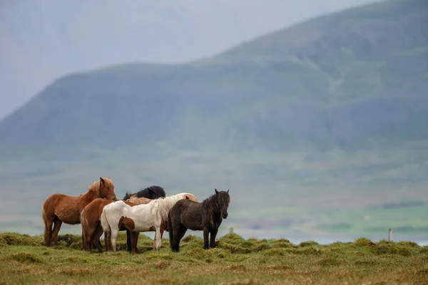 İzlandalı atlar ayakta — Stok fotoğraf