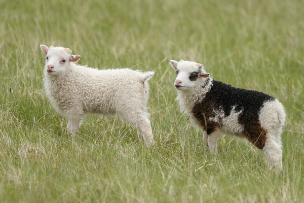 若いアイスランドの羊羊 — ストック写真