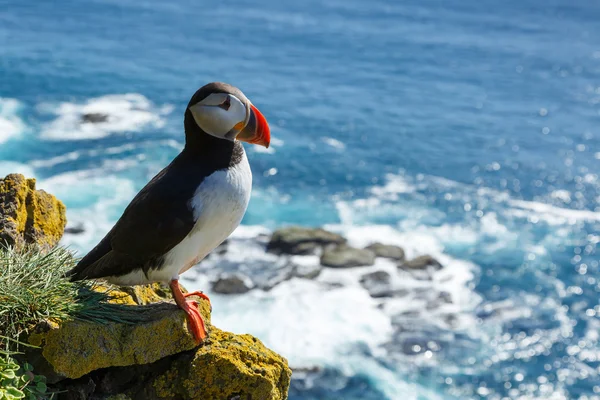 Ptak Puffin w Islandii — Zdjęcie stockowe