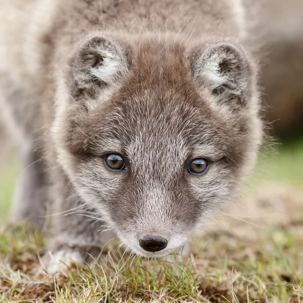 Cucciolo di volpe artico — Foto Stock