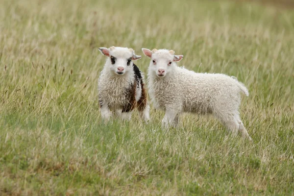 Fiatal Izlandi juhok bárányok — Stock Fotó