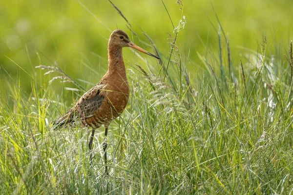 Zwarte tailed godwit — Stockfoto