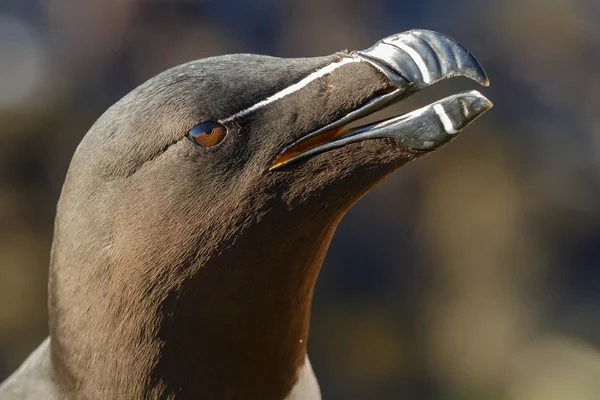 Retrato de un pájaro de navaja —  Fotos de Stock