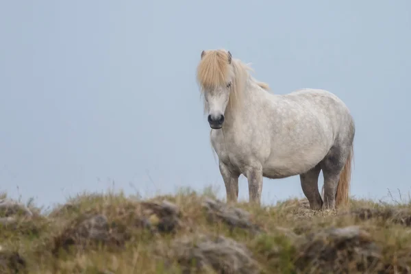 Cavallo islandese catturato con nebbia — Foto Stock