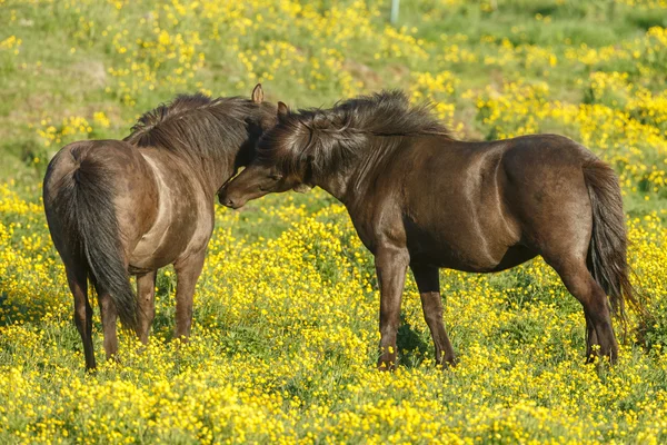 Cavalos islandeses em um campo verde — Fotografia de Stock
