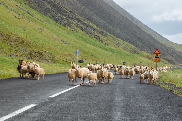 Folhas islandesas na estrada — Fotografia de Stock
