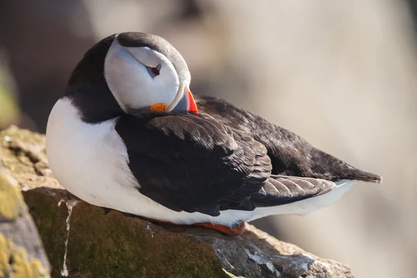 Puffin πουλί στην Ισλανδία — Φωτογραφία Αρχείου