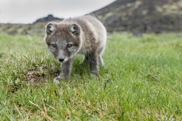 Polarfuchsjunges — Stockfoto