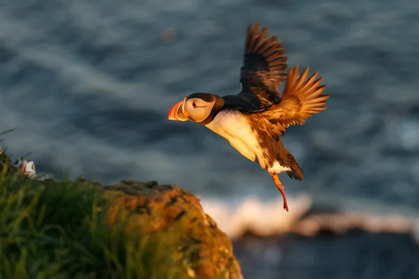 Puffin em voo ao pôr-do-sol em Latrabjarg — Fotografia de Stock